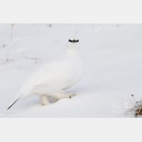 4667 x 3112_Px _RM_131228_MG_9593.jpg