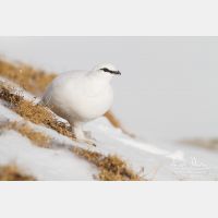 4736 x 3157_Px _RM_131228_MG_9300.jpg