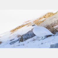 4798 x 3199_Px _RM_131228_MG_8261.jpg