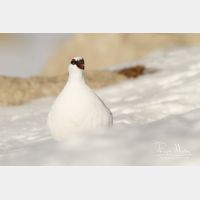 4829 x 3220_Px _RM_131228_MG_0057.jpg