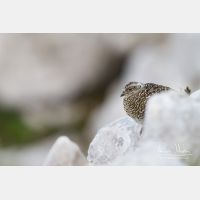 4845 x 3230_Px _RM_130811_MG_0676.jpg