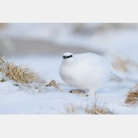 4854 x 3236_Px _RM_131228_MG_0150.jpg