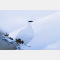 4886 x 3257_Px _RM_131228_MG_8359.jpg