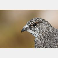 4894 x 3262_Px _RM_160919_MG_8579.jpg