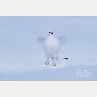 4928 x 3285_Px _RM_131228_MG_0186.jpg