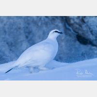 4974 x 3316_Px _RM_131228_MG_8339.jpg