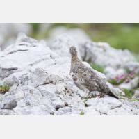 5036 x 3357_Px _RM_130811_MG_0351.jpg