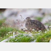 5184 x 3456_Px _RM_130811_MG_0704.jpg