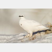 5184 x 3456_Px _RM_131228_MG_0006_b.jpg