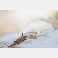 5184 x 3456_Px _RM_131228_MG_0108.jpg