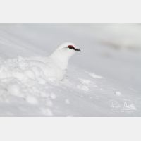 5184 x 3456_Px _RM_131228_MG_8554.jpg