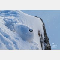 5184 x 3456_Px _RM_131228_MG_9094.jpg