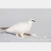 5184 x 3456_Px _RM_131228_MG_9324_b.jpg