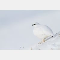 5184 x 3456_Px _RM_131228_MG_9647.jpg