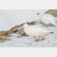 5184 x 3456_Px _RM_131228_MG_9799.jpg