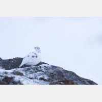 5472 x 3648_Px _RM_141215_MG_2653.jpg