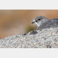 5472 x 3648_Px _RM_160919_MG_8567.jpg