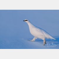 5479 x 3653_Px _RM_131228_MG_0272_b.jpg