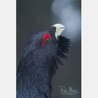 2336 x 3504_Px _RM_090419_MG_1714.jpg