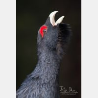 2336 x 3504_Px _RM_090419_MG_1987.jpg