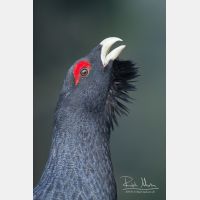 2336 x 3504_Px _RM_090419_MG_2012.jpg