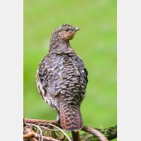 2493 x 3739_Px _RM_100914_MG_6657_b.jpg