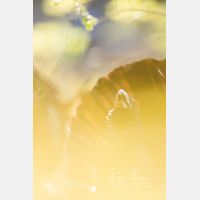 2987 x 4480 Px   _RM_200525_D4_0477.jpg