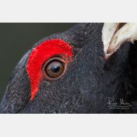 3037 x 2025_Px _RM_090419_MG_2051.jpg