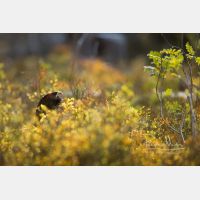 5175 x 3450 Px   _RM_200525_D4_0485.jpg