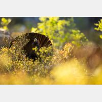 6207 x 4138 Px   _RM_200525_D4_0492.jpg