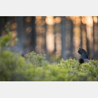 6388 x 4259 Px   _RM_200525_D4_0809.jpg