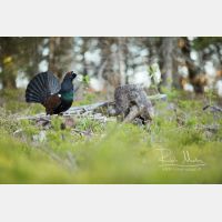 6550 x 4367 Px   _RM_200525_D4_0695.jpg