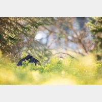 6720 x 4480 Px   _RM_200525_D4_0541.jpg