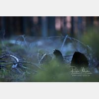 6720 x 4480 Px   _RM_200525_D4_0855.jpg