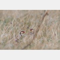 3263 x 2175_Px _RM_110613_MG_6605.jpg