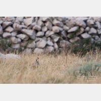 3415 x 2276_Px _RM_110613_MG_6577.jpg