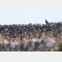 3468 x 2312_Px _RM_110611_MG_3001.jpg