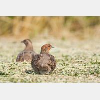 3591 x 2394_Px _RM_110613_MG_5618.jpg