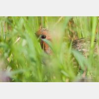 3888 x 2592_Px _RM_110613_MG_5625.jpg