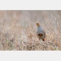 4261 x 2841_Px _RM_130417_MG_1075.jpg