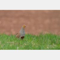 4295 x 2863_Px _RM_130417_MG_1016.jpg