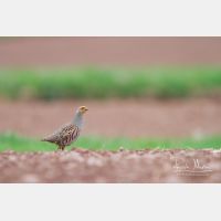 4457 x 2971_Px _RM_130417_MG_0978.jpg