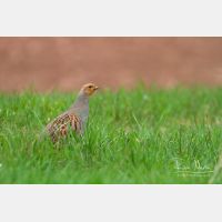 4793 x 3195_Px _RM_130417_MG_1027_b.jpg