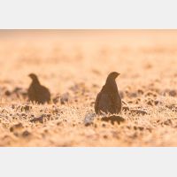 5472 x 3648 Px   _RM_180214_7D2_5565.jpg