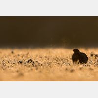 5472 x 3648 Px   _RM_180214_7D2_5591.jpg