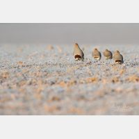 5472 x 3648 Px   _RM_180214_7D2_5638.jpg