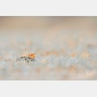 5472 x 3648 Px   _RM_180214_7D2_5721.jpg