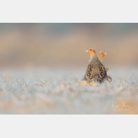 5472 x 3648 Px   _RM_180214_7D2_5728.jpg