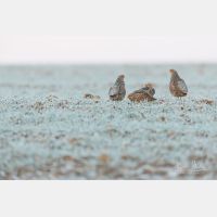 5760 x 3840 Px   _RM_180214_5D3_5538.jpg