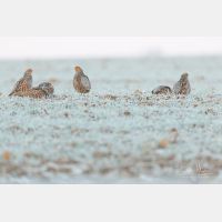 5760 x 3840 Px   _RM_180214_5D3_5541.jpg